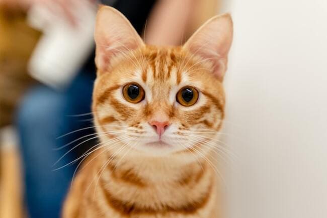 Gato naranja con rayas marrones